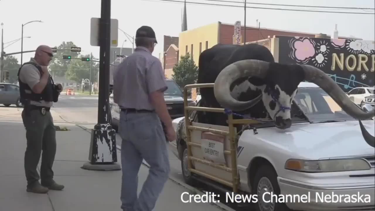 Bull spotted riding in his car; Man pulled over after