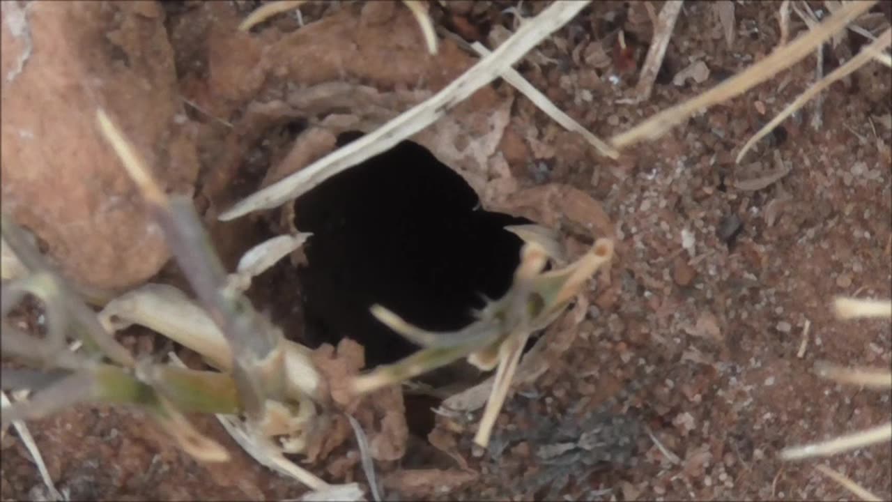 Wolf Spider Gets The Ant Runaround