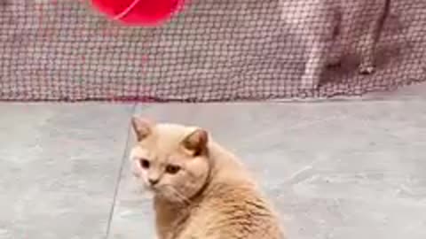 Cat playing game with friends