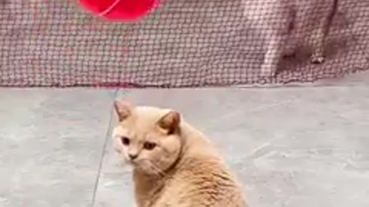 Cat playing game with friends