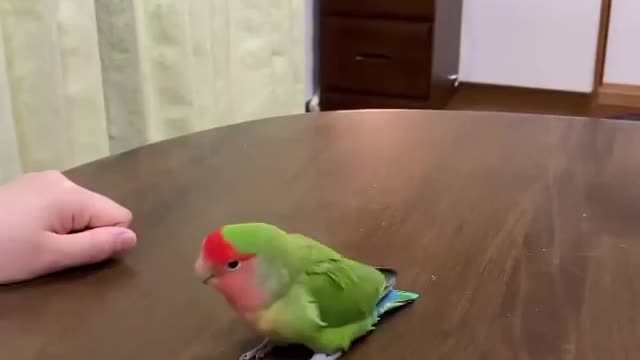 This parrot is so smart and intelligent 😍