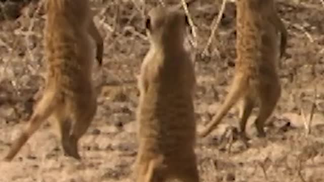 Meerkat