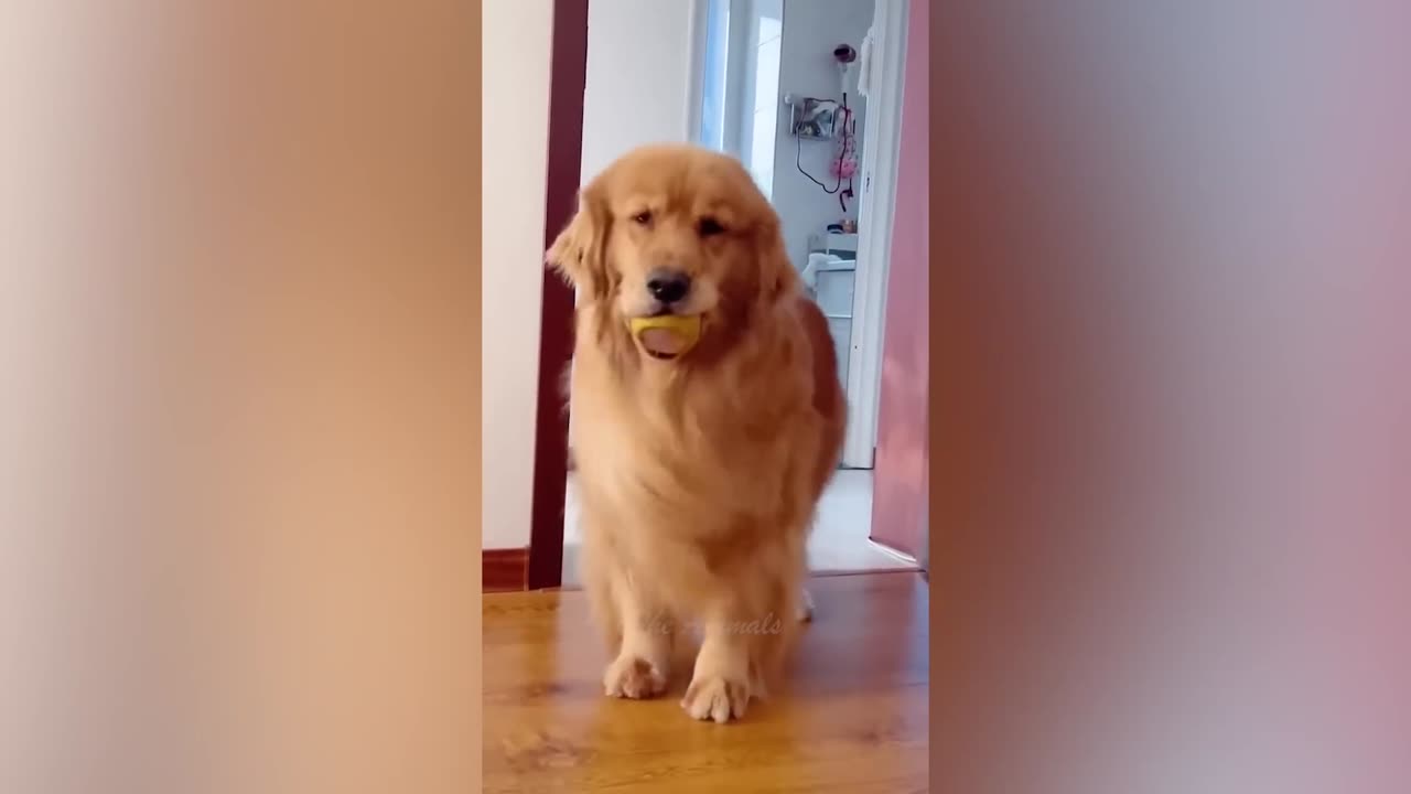 Best Funny Animal Videos Of The 2023 🤣 - Funniest Cats And Dogs Videos 😺😍 (66)
