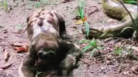 Anaconda vs. sloth