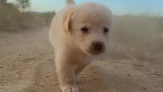 Several dogs even ran out of the momentum of galloping horses, they were like windy dogs