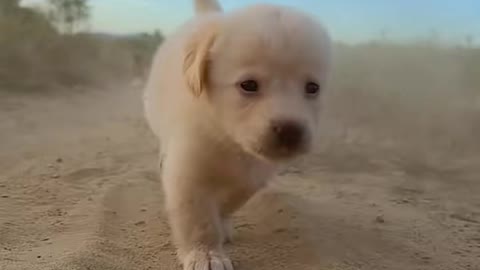 Several dogs even ran out of the momentum of galloping horses, they were like windy dogs