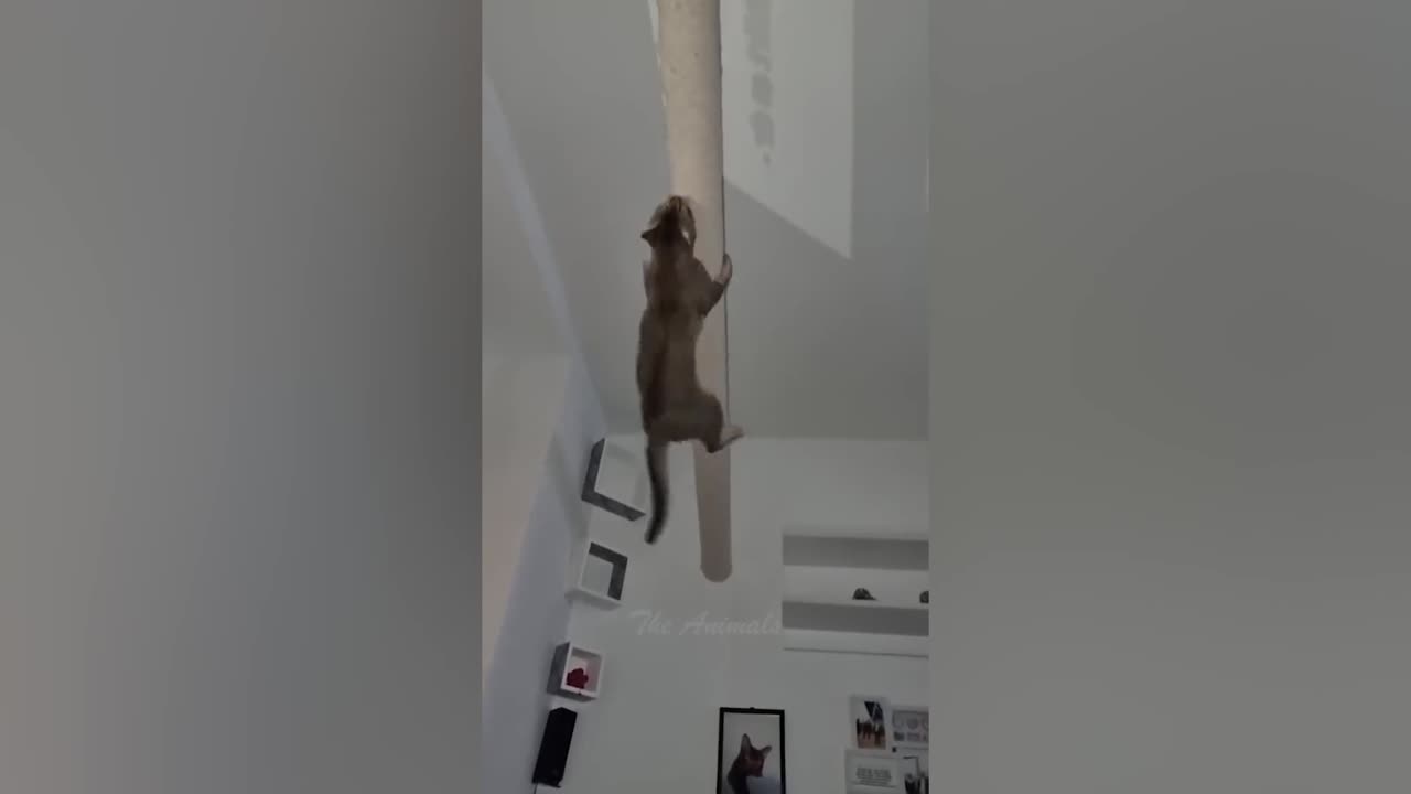 Best Funny Animal Videos Of The 2022 π€£ - Funniest Cats And Dogs Videos πΊπ (13)