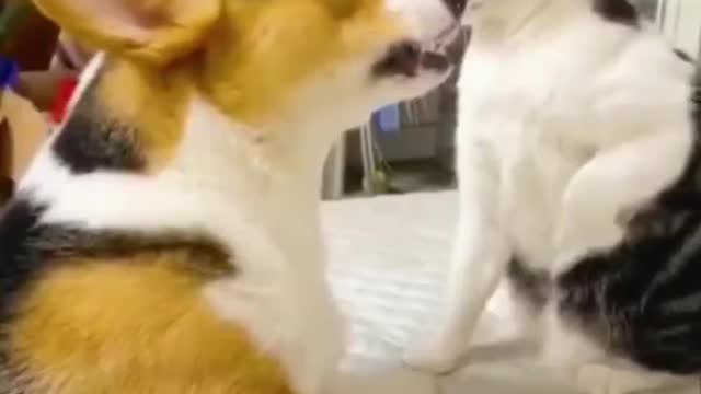 Funny animals part 01
