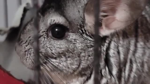 WILL MAKE YOU😃 #shorts #animals #chinchilla #pets #funny #rodents #Christmas #xmas #happy #cute