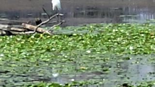 White bird at Tommy Thompson Park Toronto - Part 1