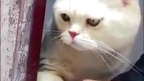 Funny cats compilation part 2