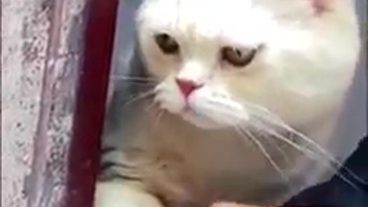 Funny cats compilation part 2