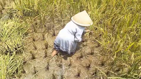 Javanese farming activities