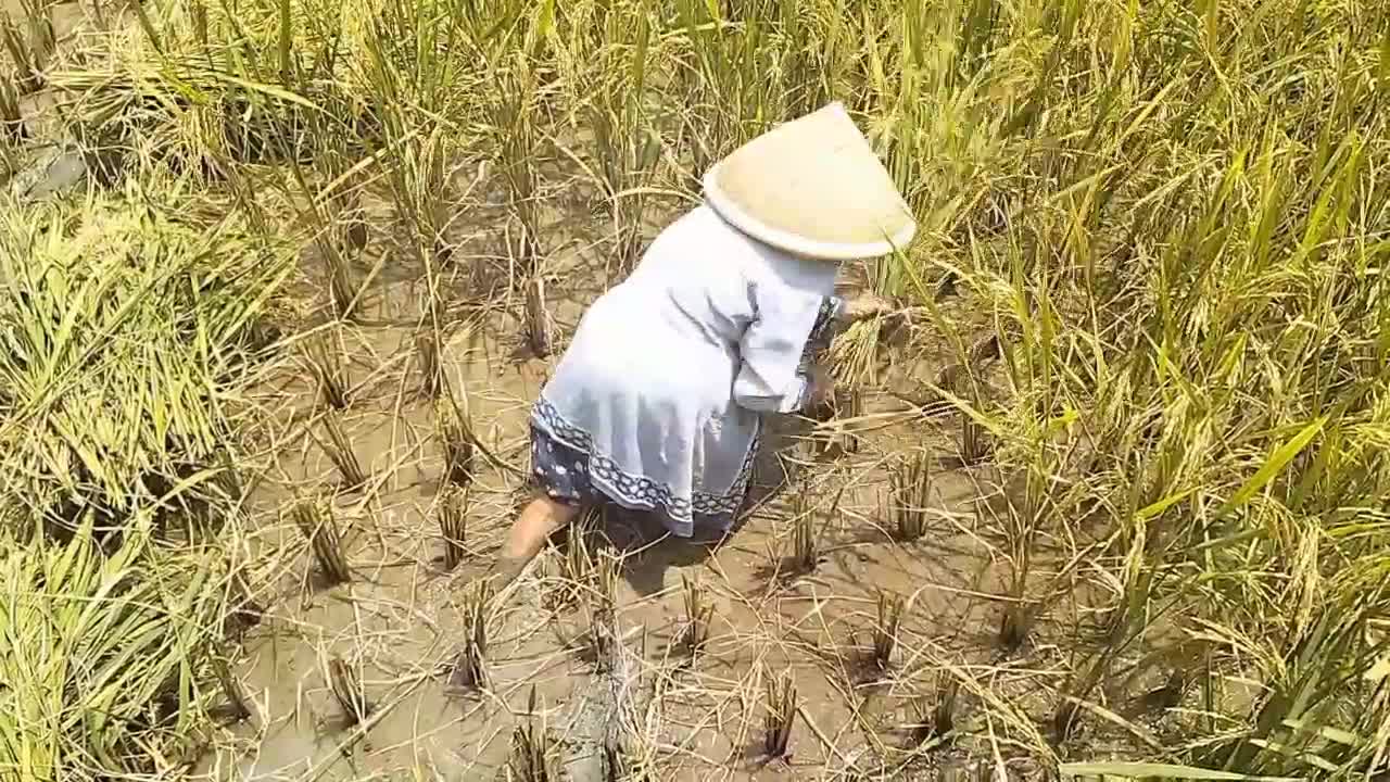 Javanese farming activities