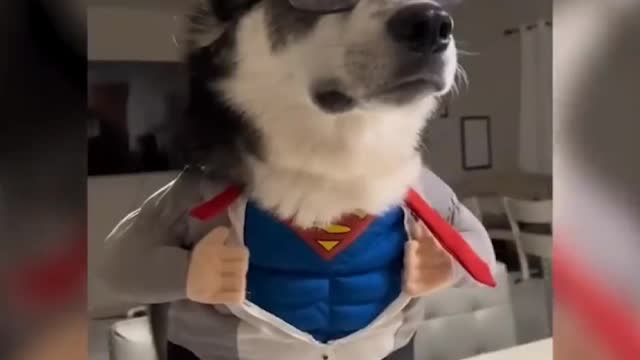 Funny dog moments