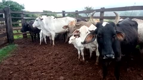 Vacas comuns produzem bezerros de qualidade! Como?