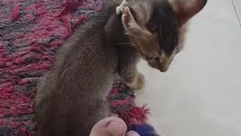 cat videos, kitten play, kitten play with my leg, kitten play, leg as a toy for kitten 😺😍😘😻🐱#viral