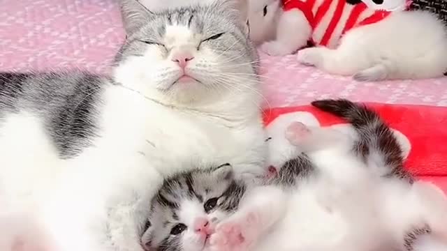 OMG So Cute Cats ♥ Best Funny Cat ❤️🐈Videos 2021 #shorts