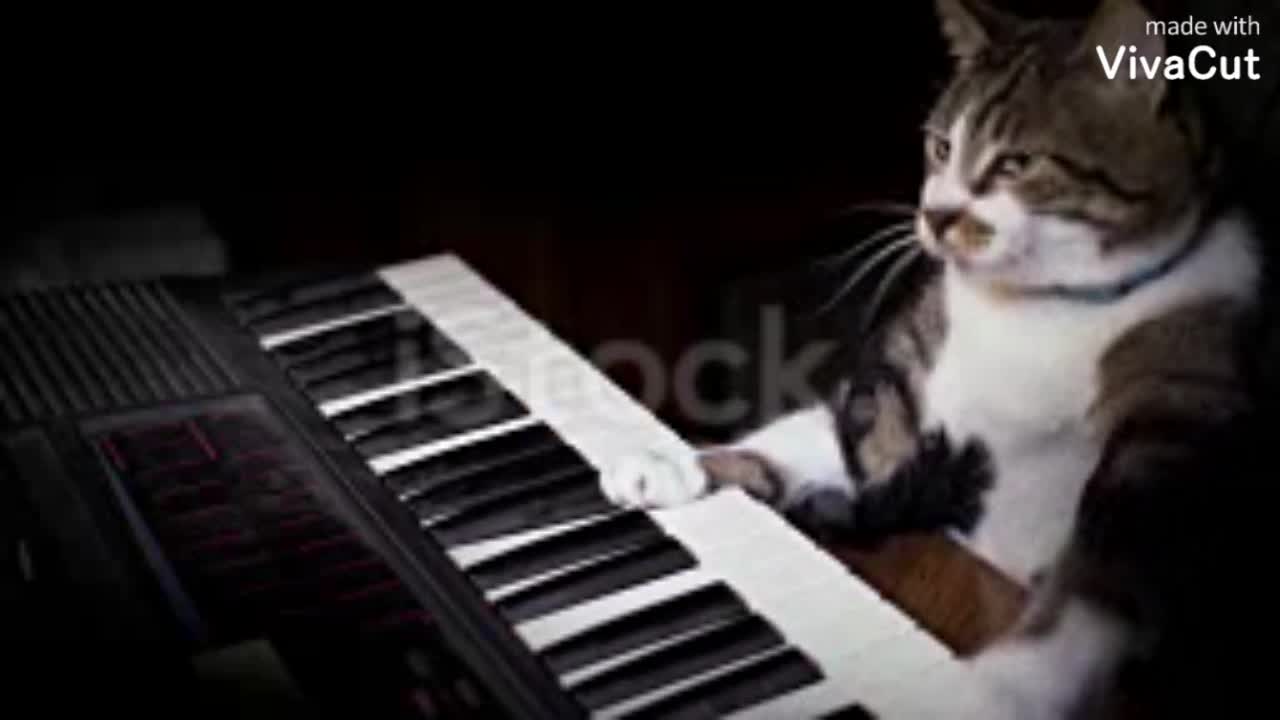 Cat playing piano | crazy pet 2022