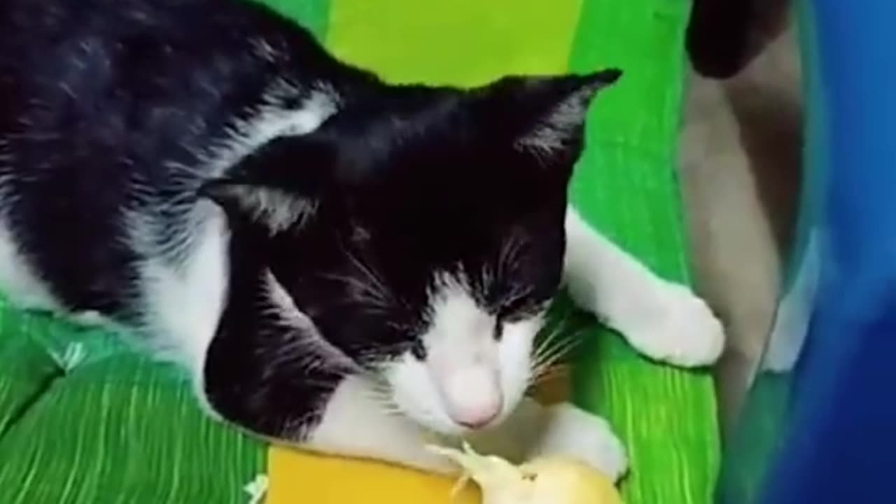 Cat funny animal funny videos women