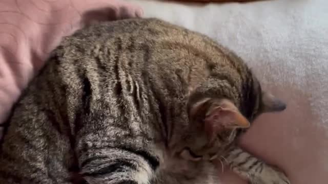 Cute Cats Sleeping #50