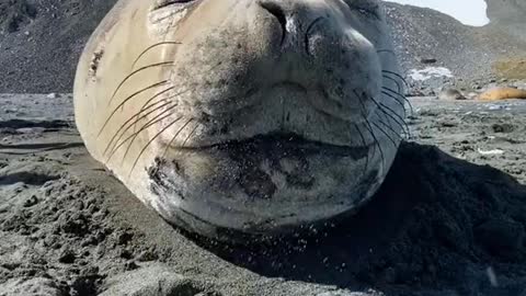 Seals wild animal,OMG # must watch amazing video