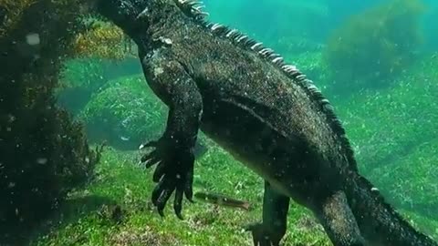 Godzilla in the Galapagos Islands ❤