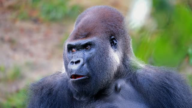 Huge gorilla is an endangered species