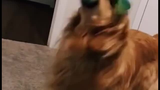 Is that string in its mouth? You look like you're having fun