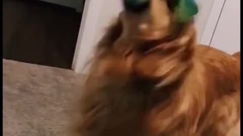 Is that string in its mouth? You look like you're having fun