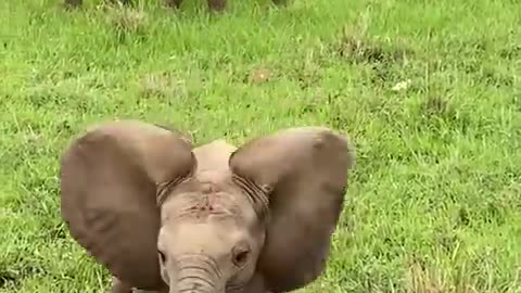 Confident Baby Elephant Charging a Safari Jeep