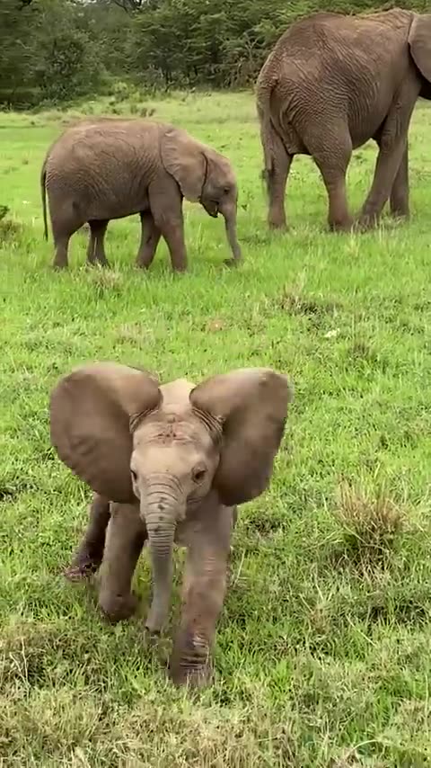 Confident Baby Elephant Charging a Safari Jeep
