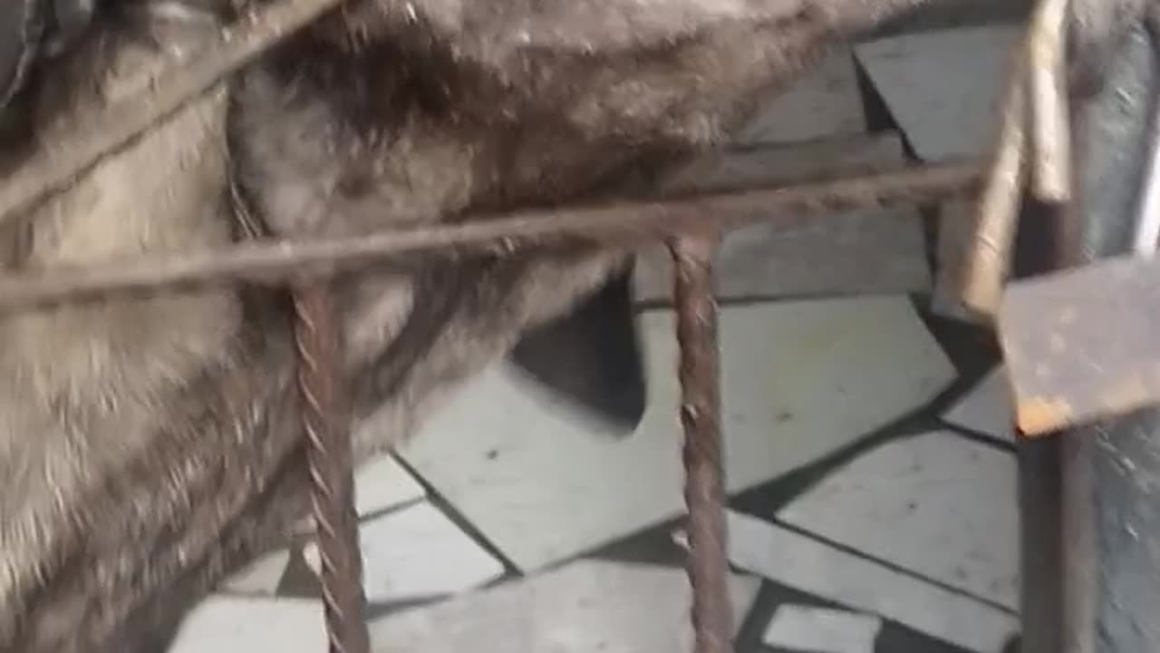 Dog caught in camera
