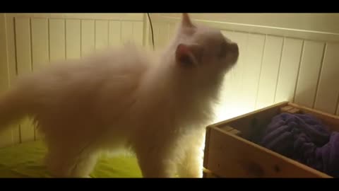 cute cat video for my cat