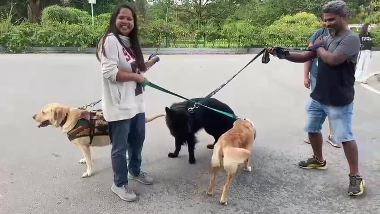 So cutie 🥰 Labrador dog 🐶 lovely 🌹