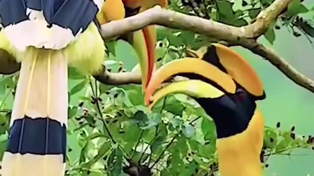You can recognize a bird by watching my video