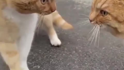 cute lover cats..funny animals