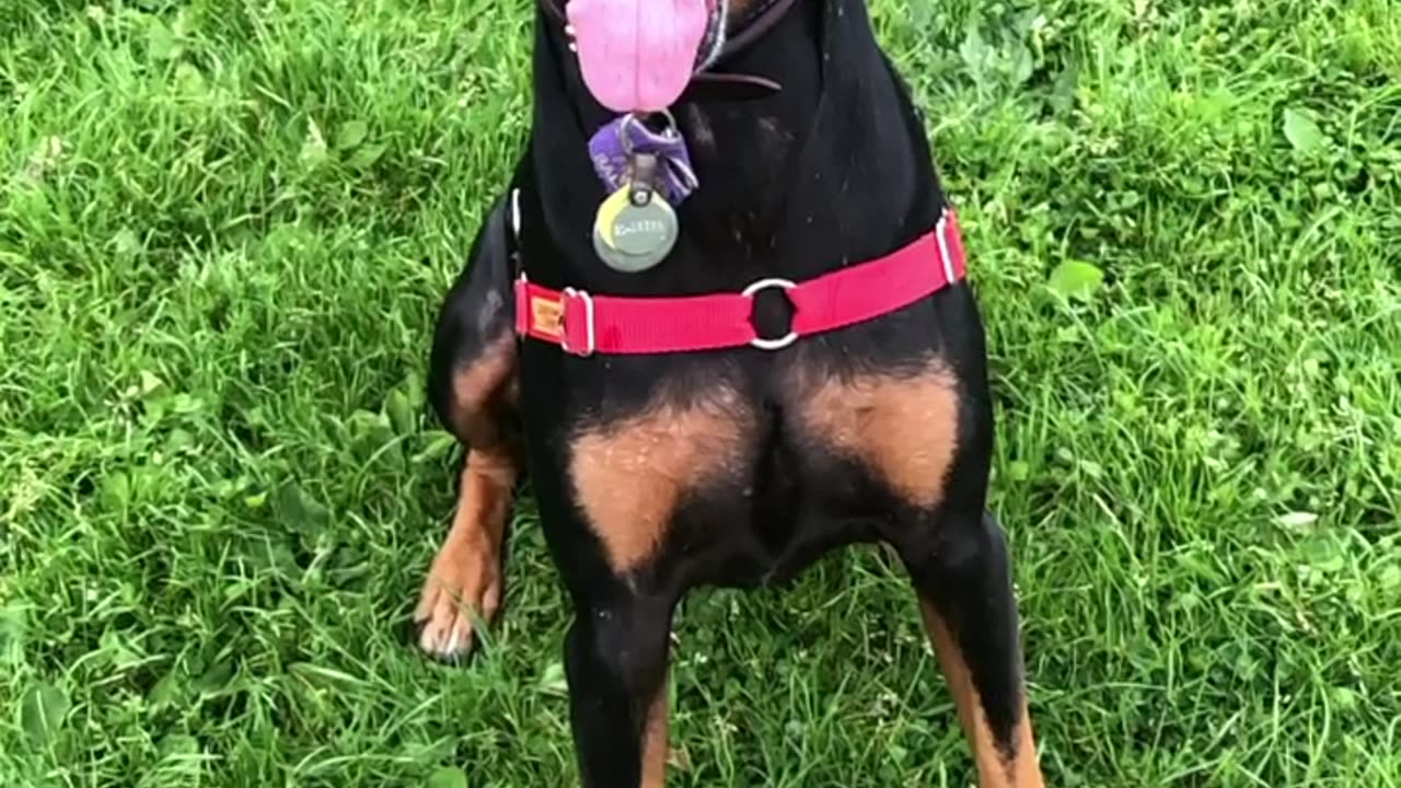 Hanz in slo mo obedience