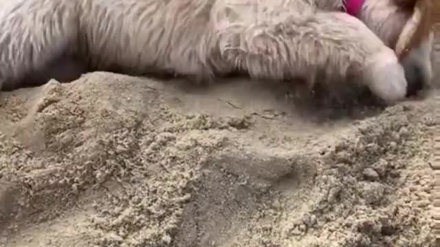 Cute puppy playing with the sand.