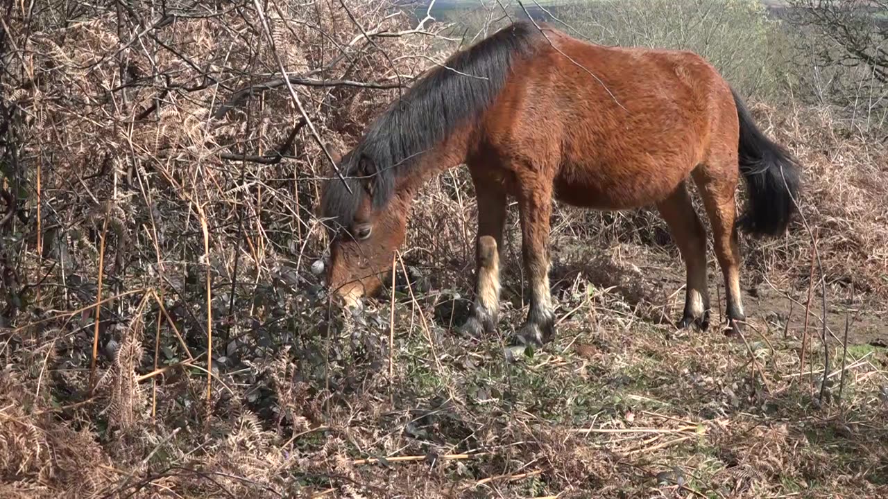 Dartmoor with the Hill ponies 27th March 2023. 1