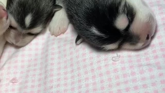 Alaskan Malamute Newborn Puppy Noises