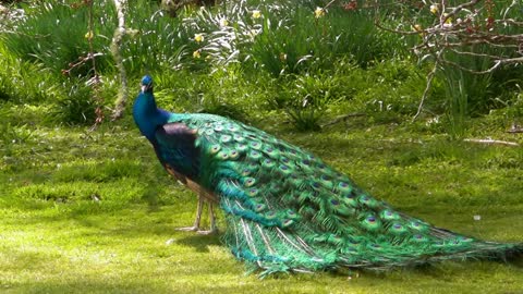 Peacock Dance Display - Peacocks Opening Feathers HD & Bird Sound