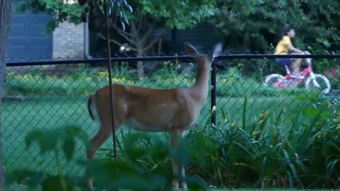 June 22, 2020 - A Deer Makes Its Way Into an Indianapolis Backyard