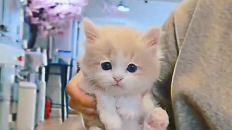 Cute cat is sounding meow , Too funny