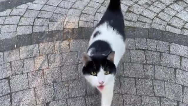 The cat after sterilization was still fertile # cat