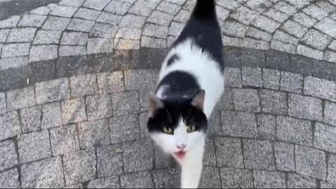 The cat after sterilization was still fertile # cat