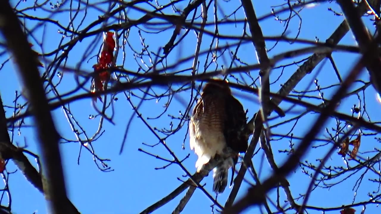 Red-shouldered hawk