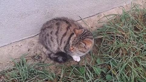 Cute kitten and cute cat. These cats are very beautiful.