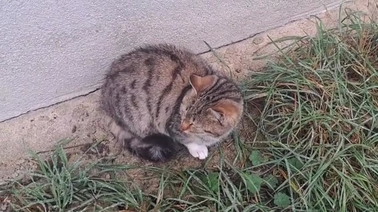 Cute kitten and cute cat. These cats are very beautiful.