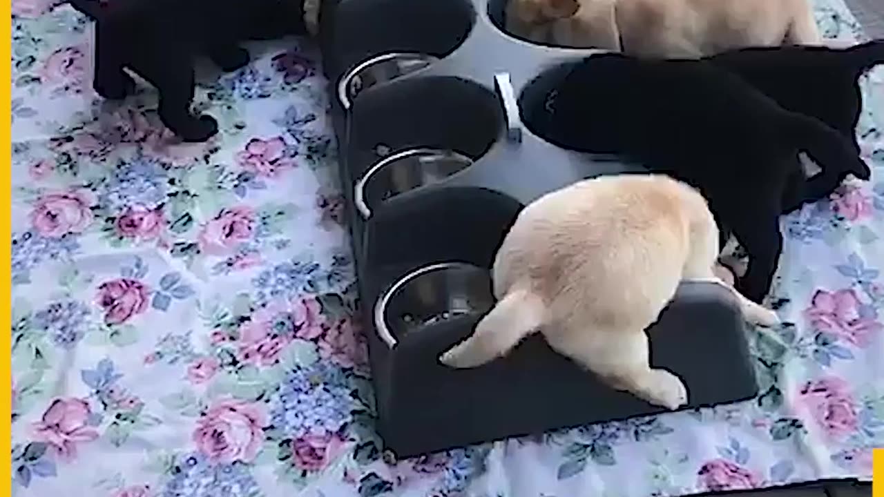 Hilarious Dogs and food moments
